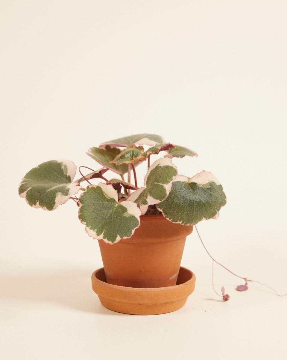 Bebé Saxifraga Strawberry Saxifraga Tricolor