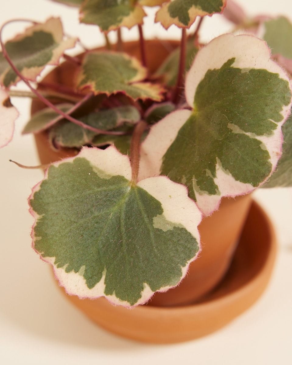 Bebé Saxifraga Strawberry Saxifraga Tricolor