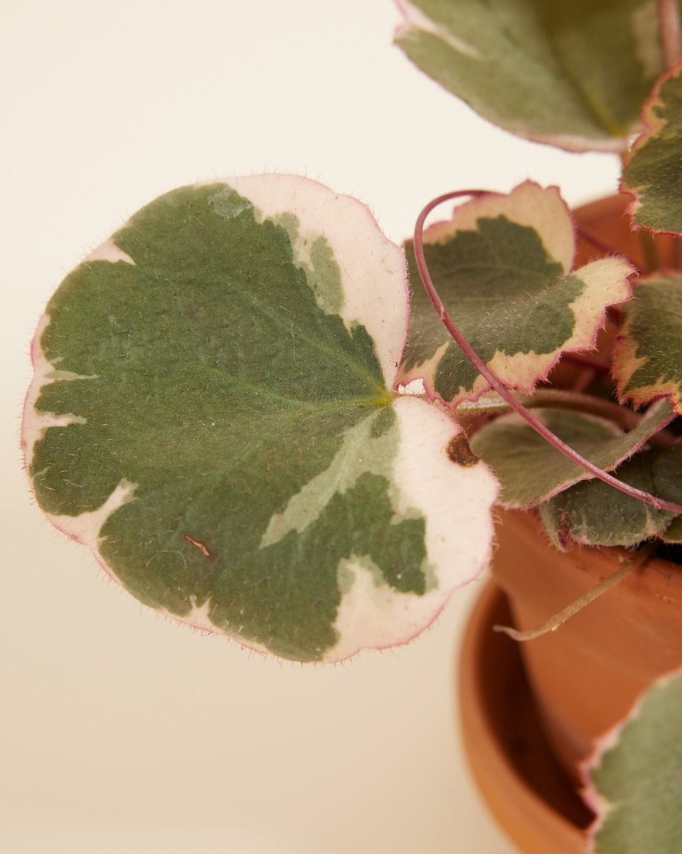 Bebé Saxifraga Strawberry Saxifraga Tricolor
