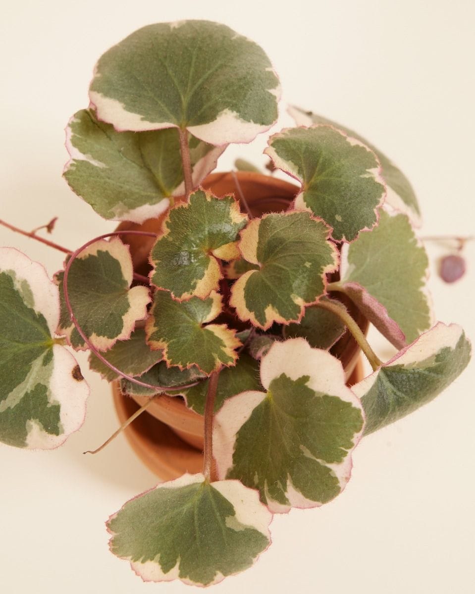 Bebé Saxifraga Strawberry Saxifraga Tricolor