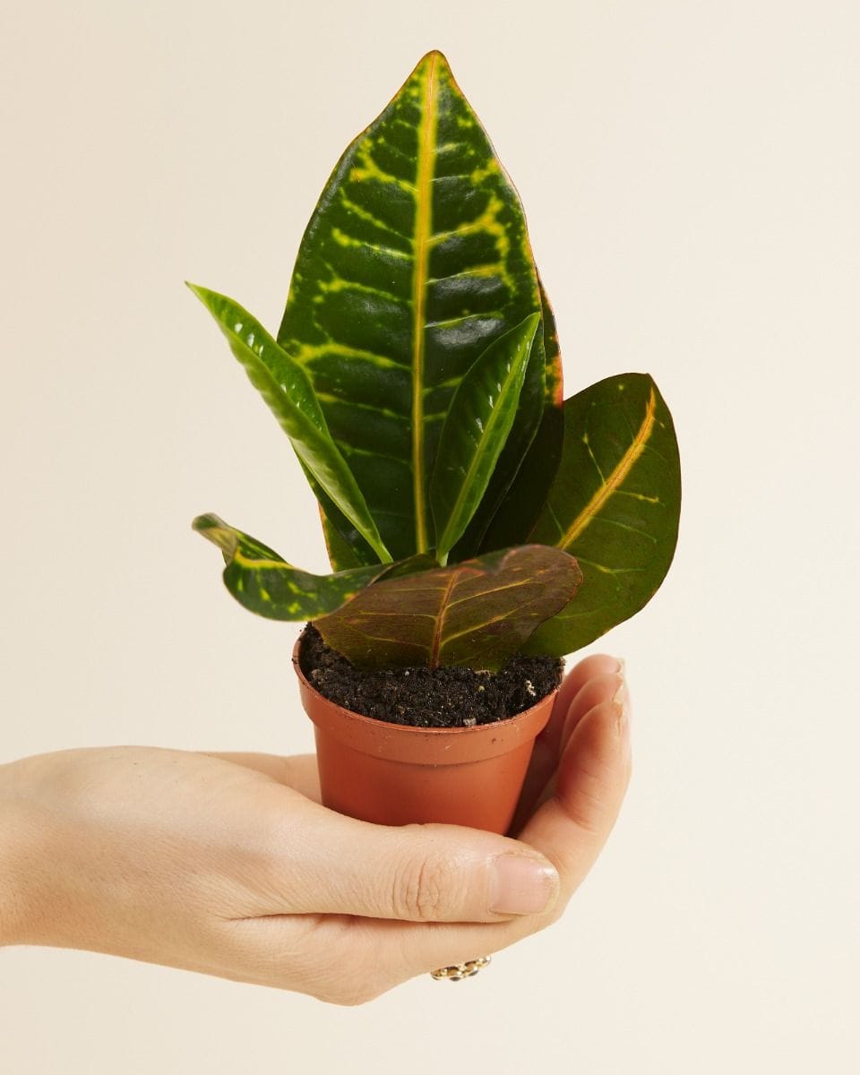 Bebé Codiaeum Fire croton Petra