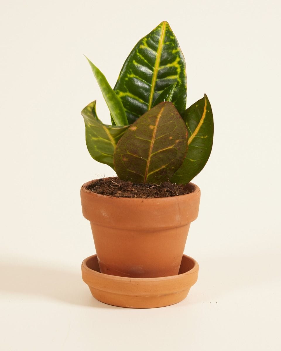 Bebé Codiaeum Fire croton Petra
