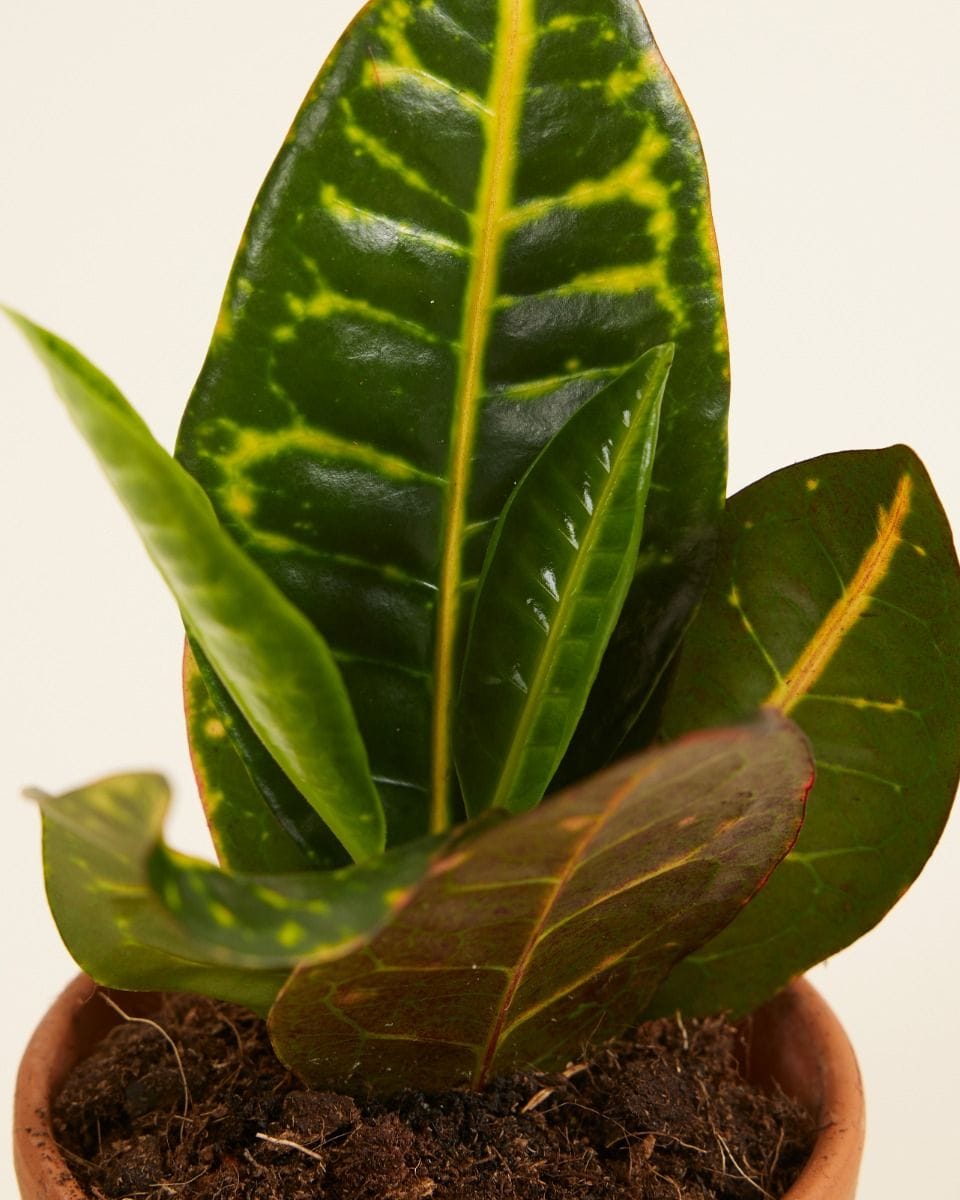Bebé Codiaeum Fire croton Petra