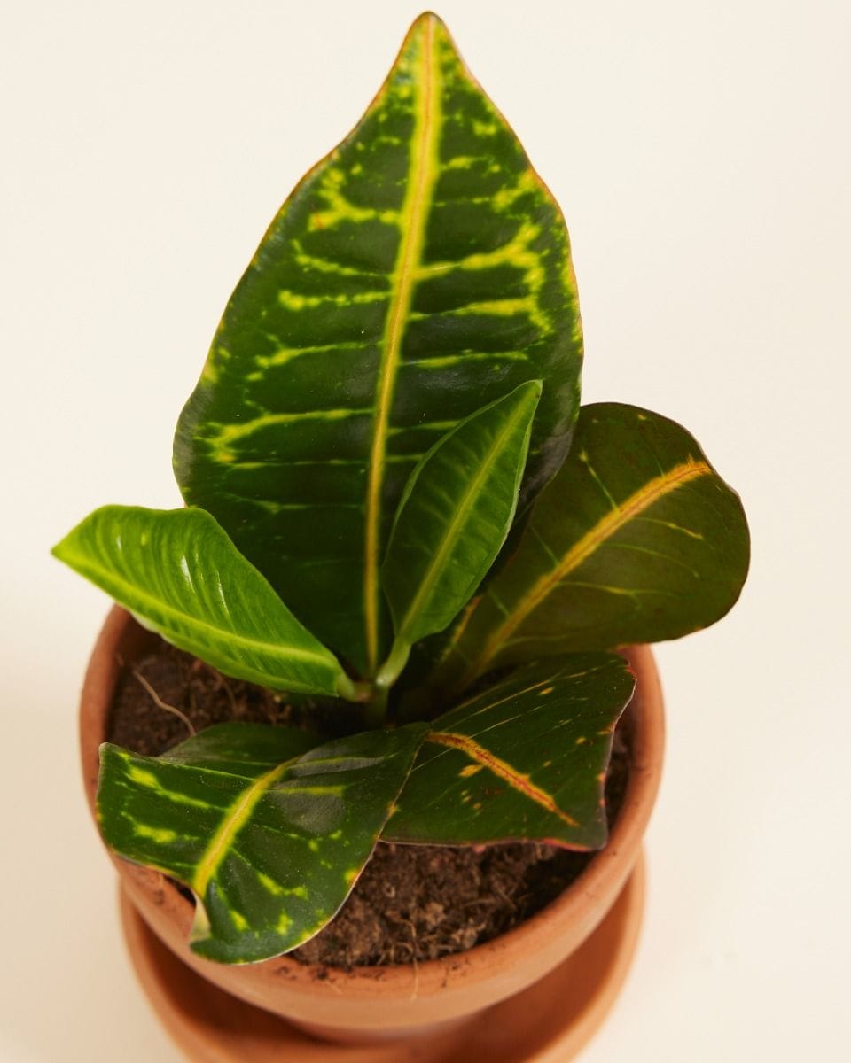 Bebé Codiaeum Fire croton Petra