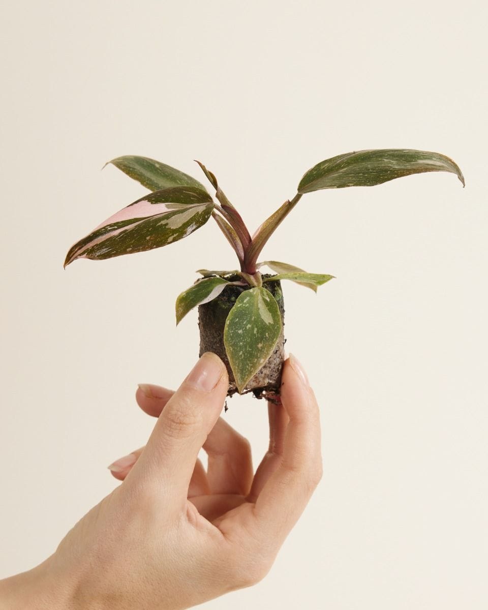 Baby Philodendron Pink Princess