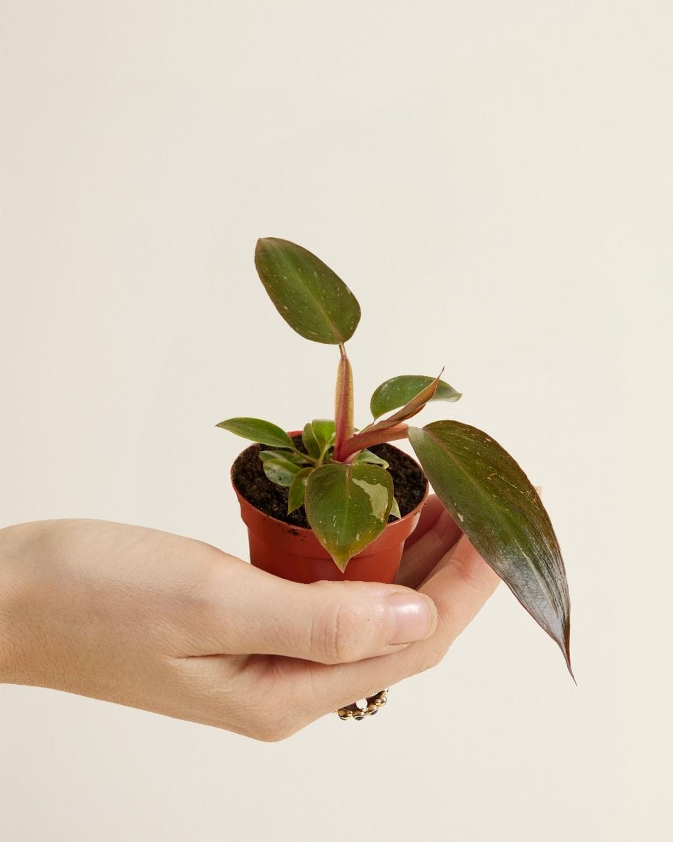 Baby Philodendron Pink Princess