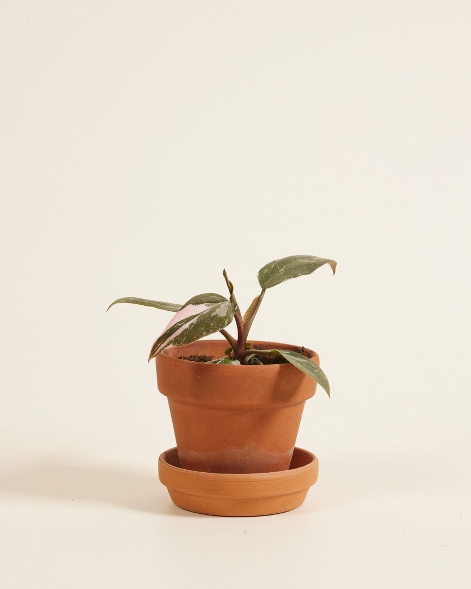 Baby Philodendron Pink Princess