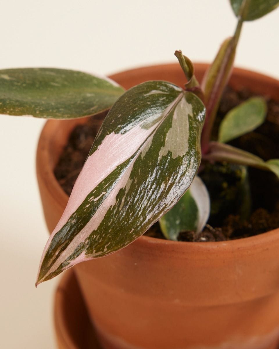 Baby Philodendron Pink Princess