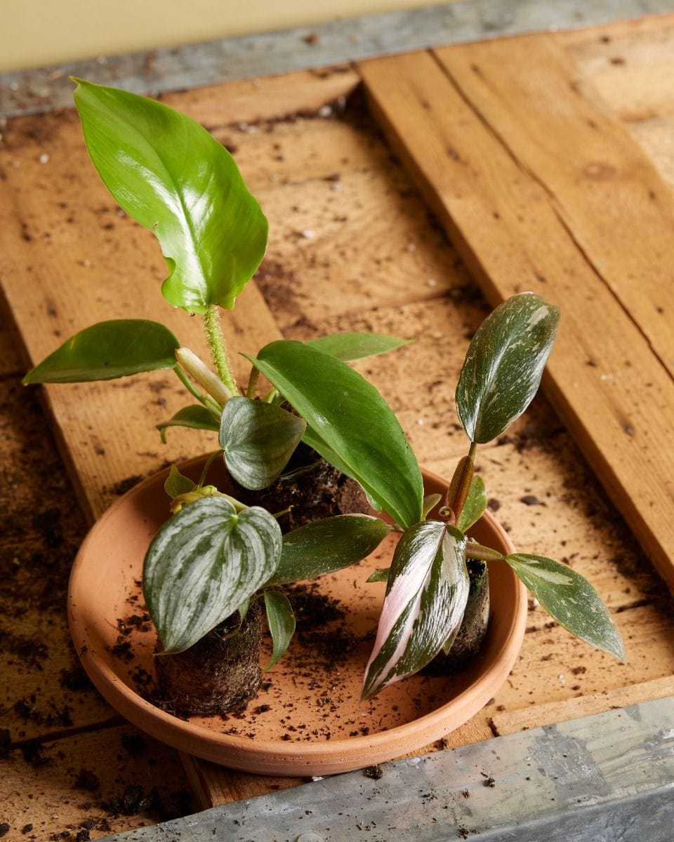 Baby Philodendron Pink Princess