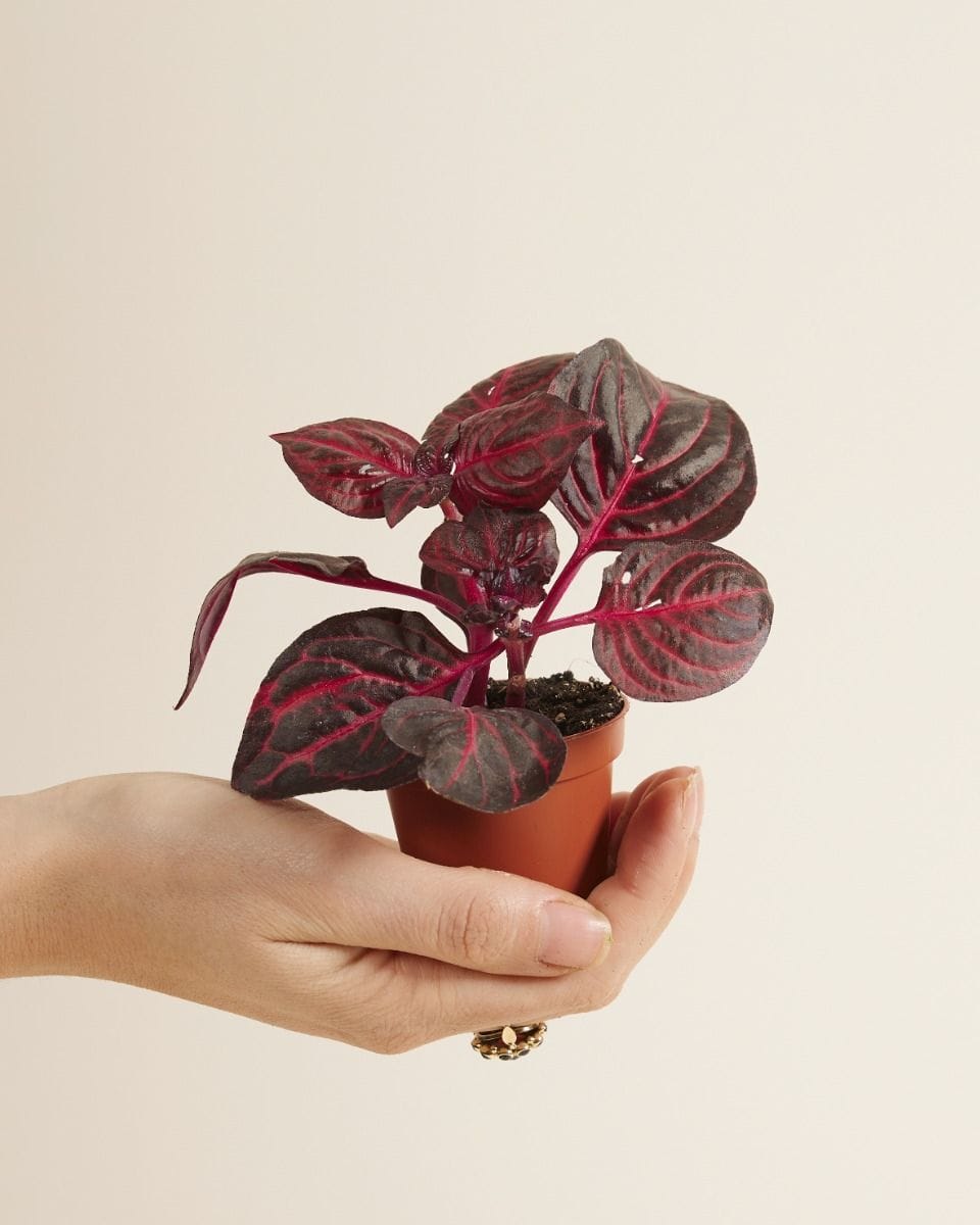 Bebé Herbstii Beefsteak plant Bloodleaf