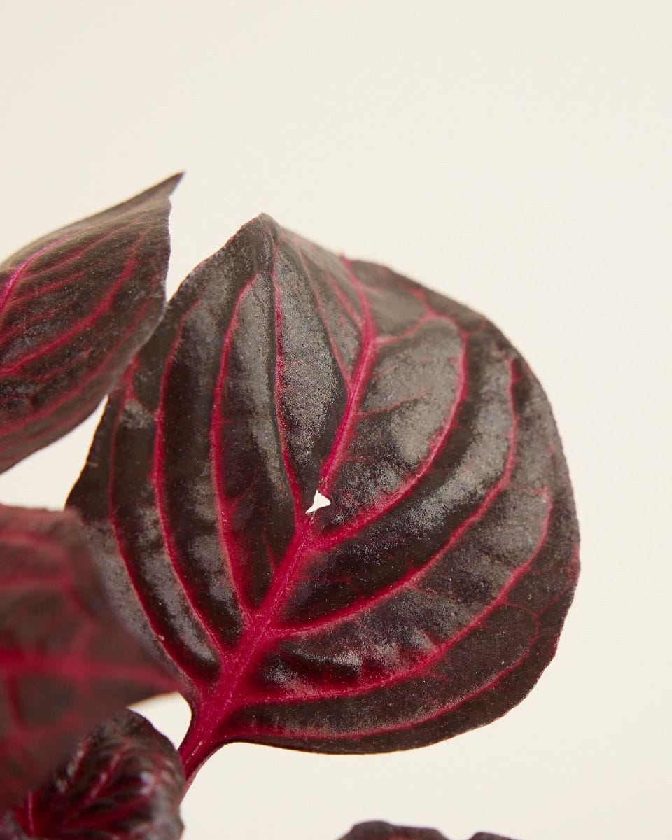Bebé Herbstii Beefsteak plant Bloodleaf
