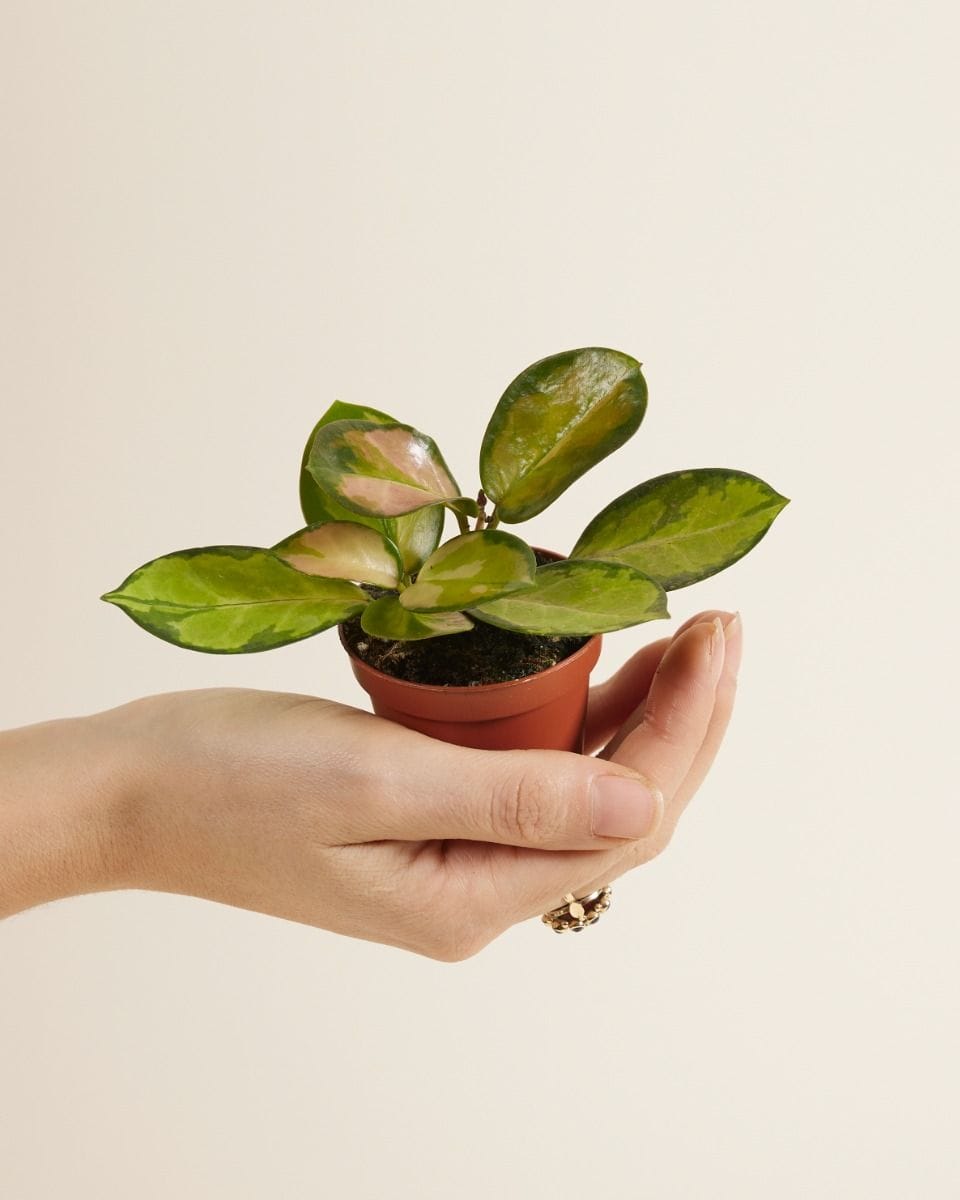 Baby Hoya Wax plant Australis Lisa