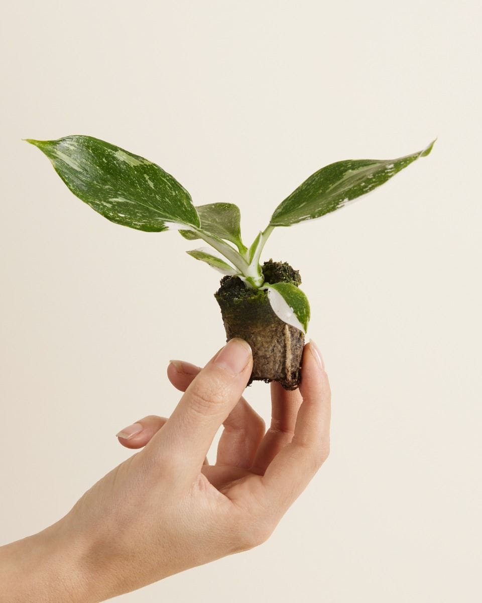 Baby Philodendron Filodendro White Wizard