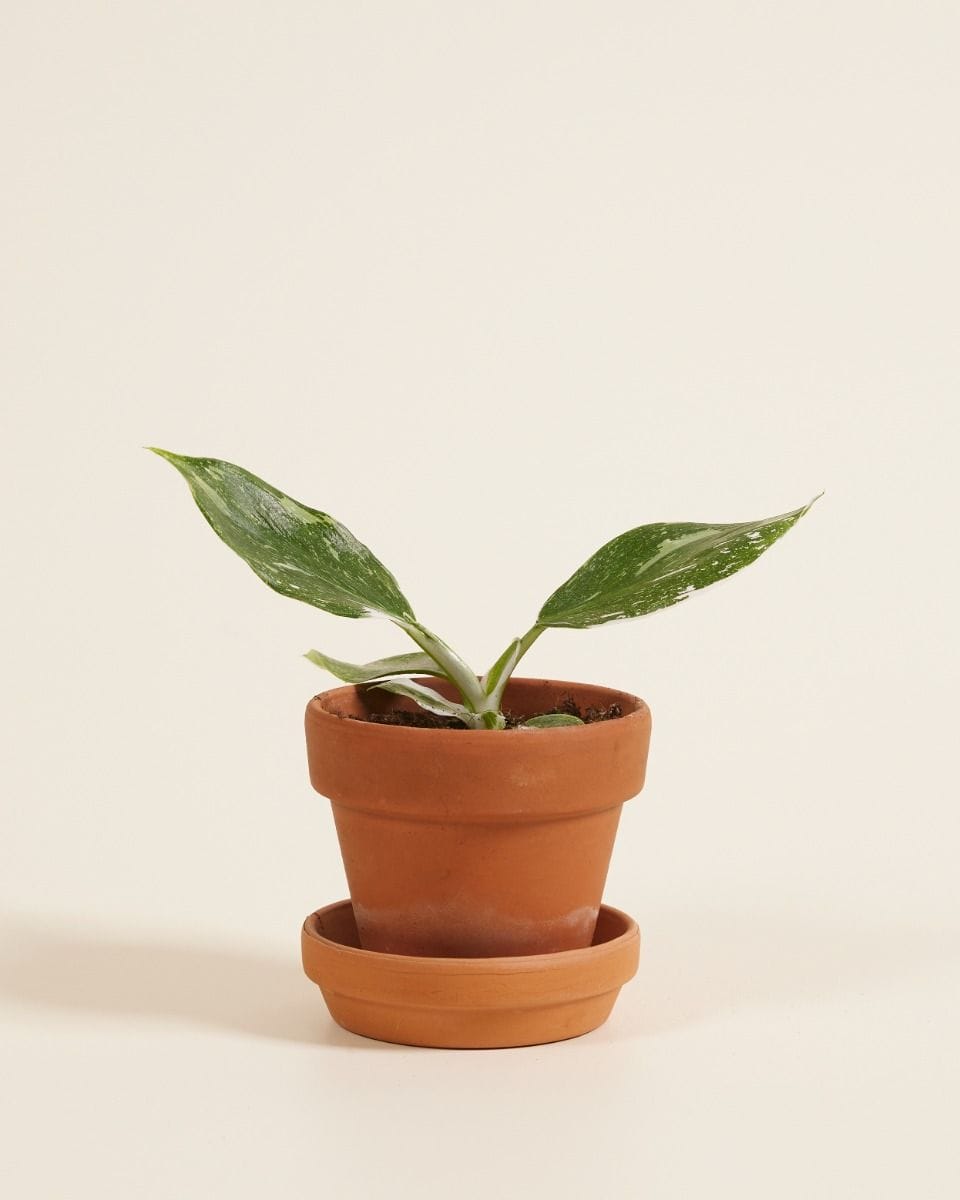 Baby Philodendron Filodendro White Wizard