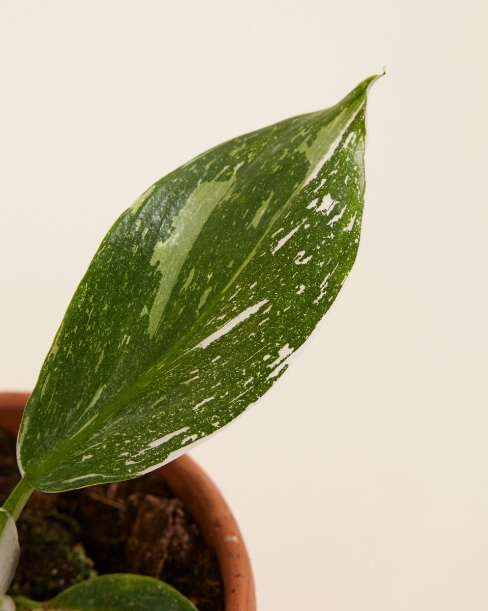 Baby Philodendron Filodendro White Wizard