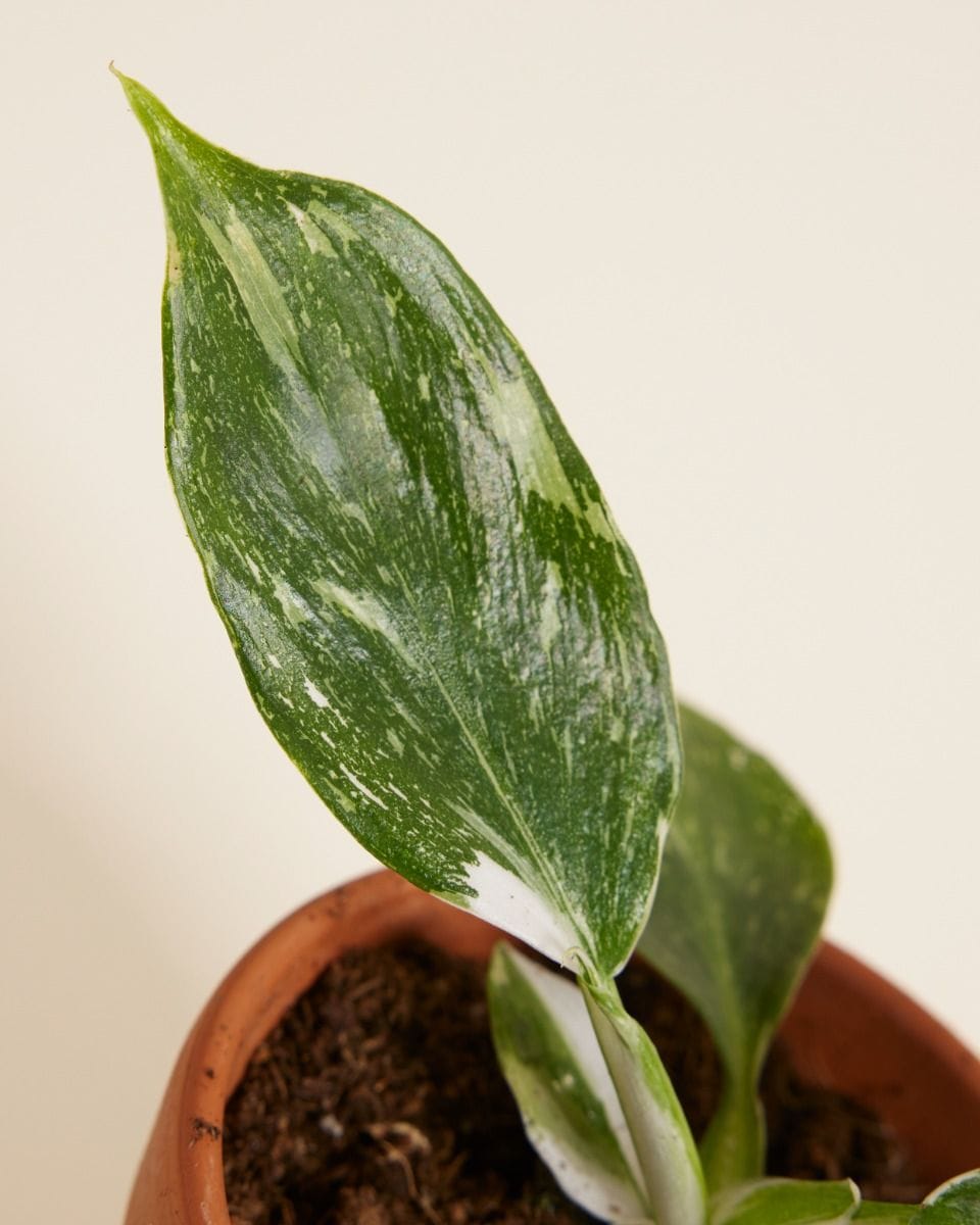 Baby Philodendron Filodendro White Wizard