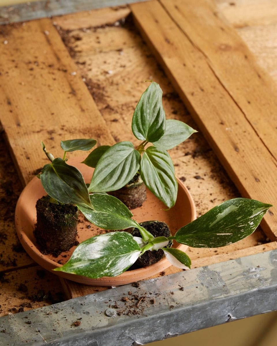 Baby Philodendron Filodendro White Wizard