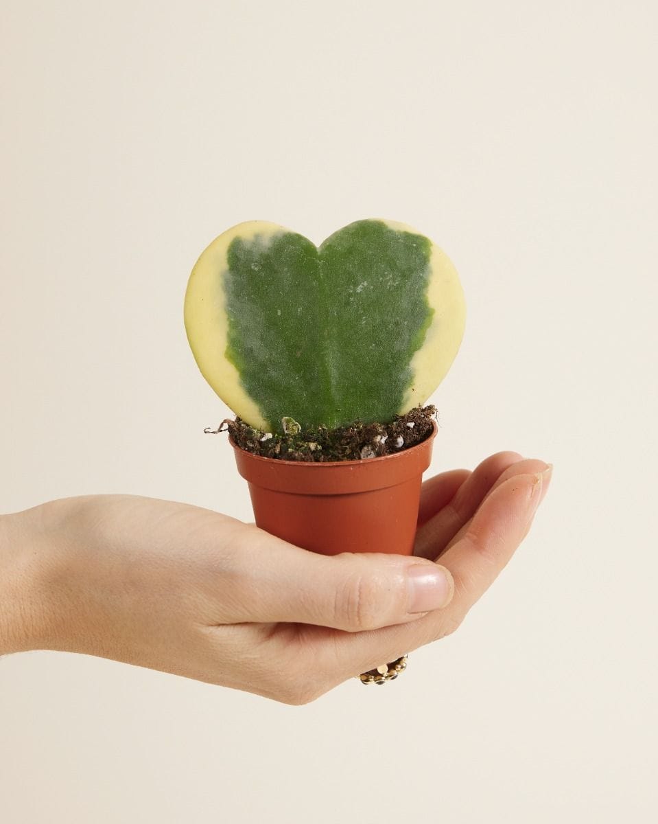 Baby Hoya Kerrii Albomarginata