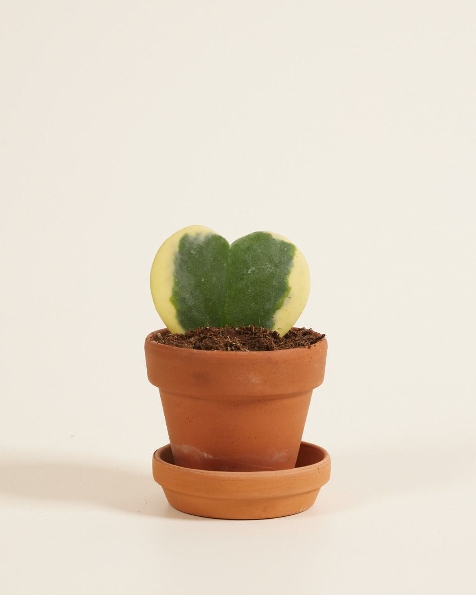 Baby Hoya Kerrii Albomarginata
