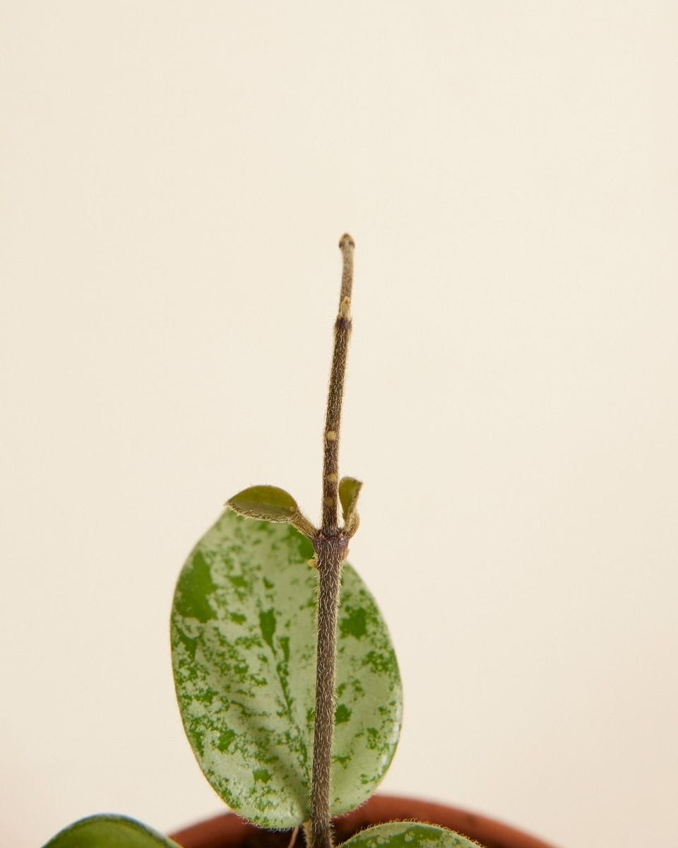 Bebé Hoya Mathilde