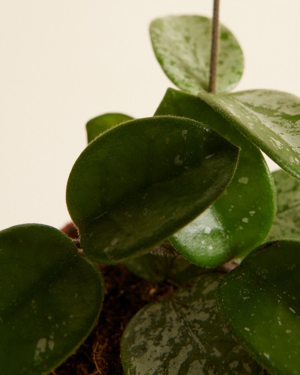 Bebé Hoya Mathilde