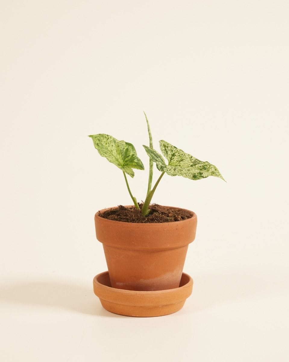 Baby Syngonium Mottled