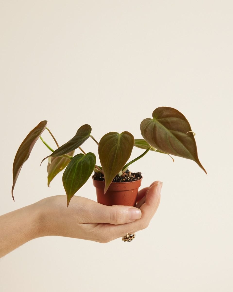 Baby Philodendron Baumfreund Scandens Micans
