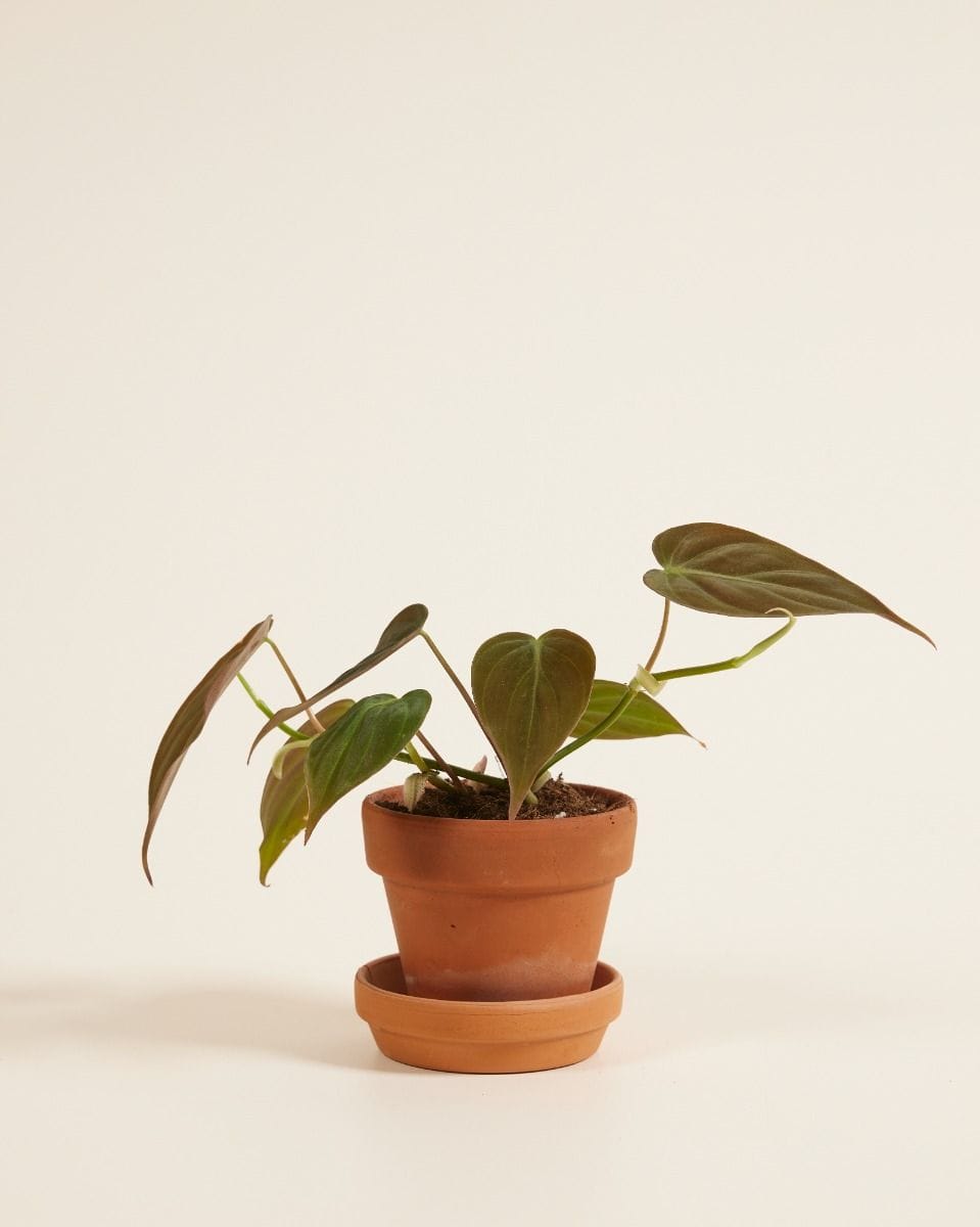 Baby Philodendron Baumfreund Scandens Micans