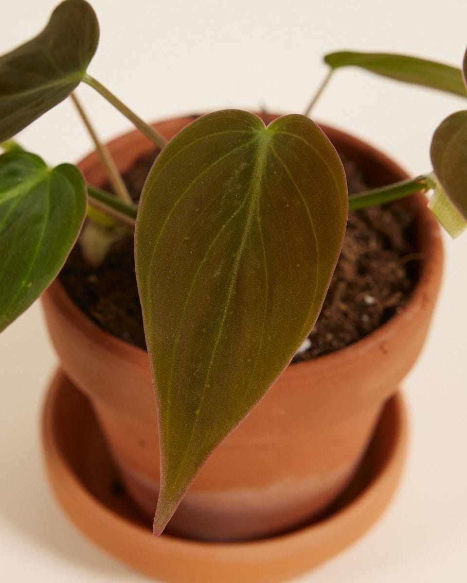 Baby Philodendron Baumfreund Scandens Micans