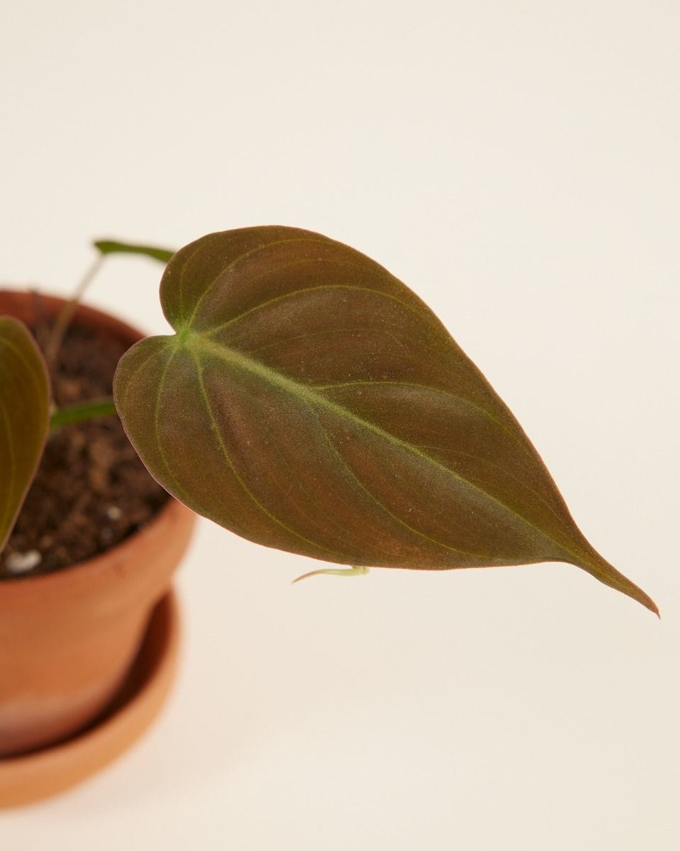 Baby Philodendron Baumfreund Scandens Micans