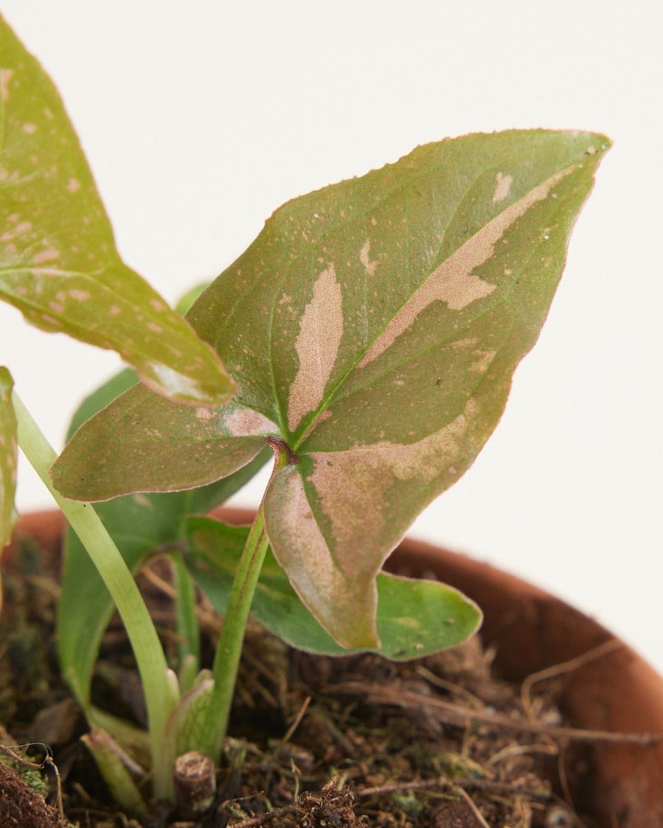 Bebé Syngonium Pink Splash