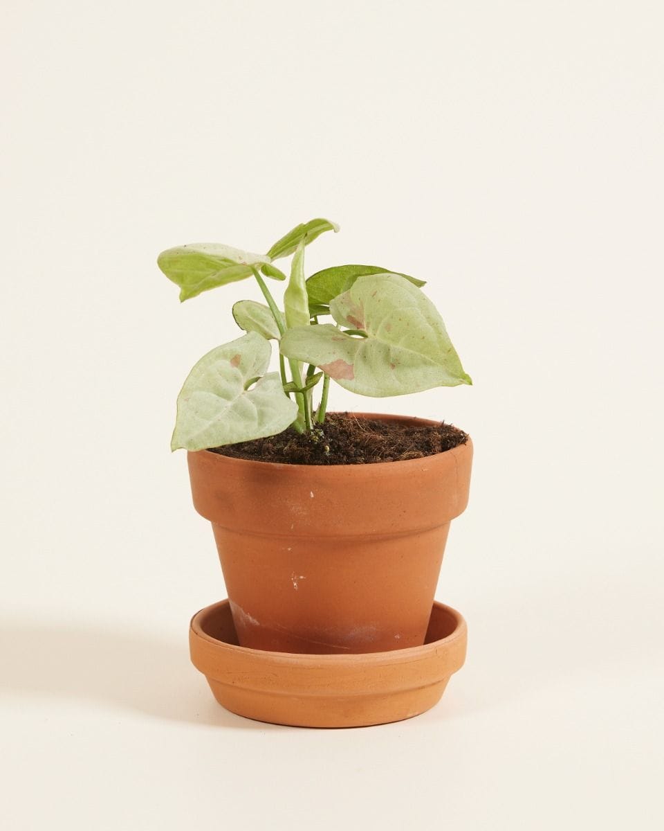 Bebé Syngonium Confetti
