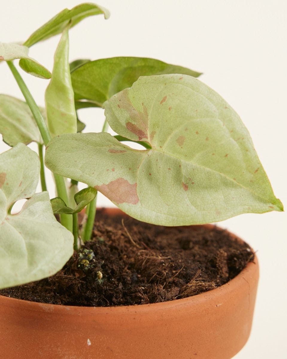 Bebé Syngonium Confetti