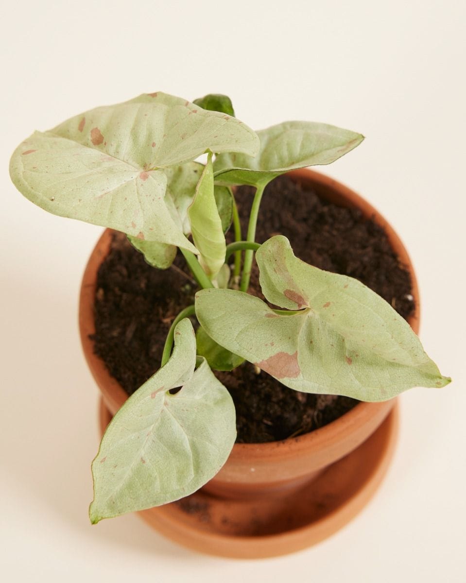 Bebé Syngonium Confetti
