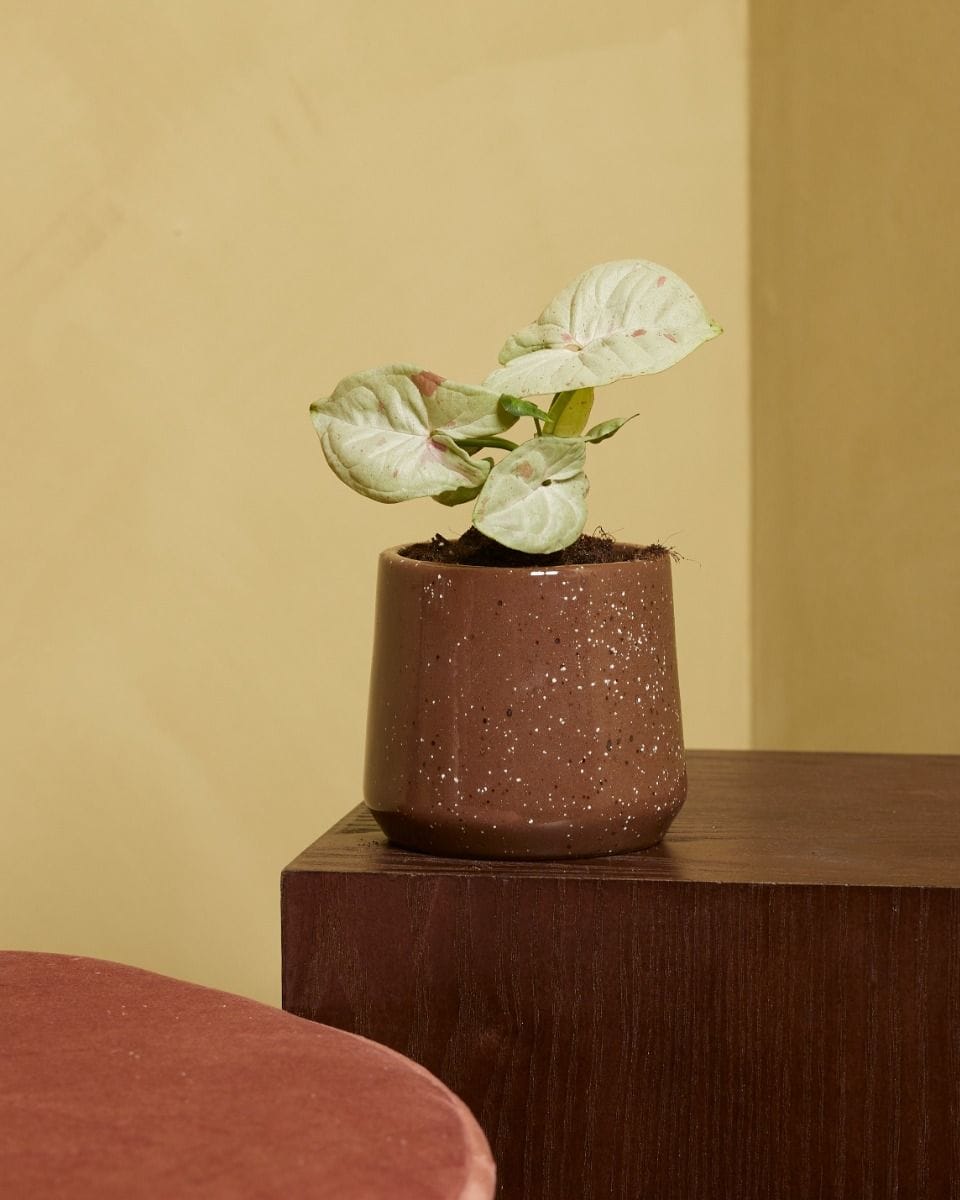 Bebé Syngonium Confetti