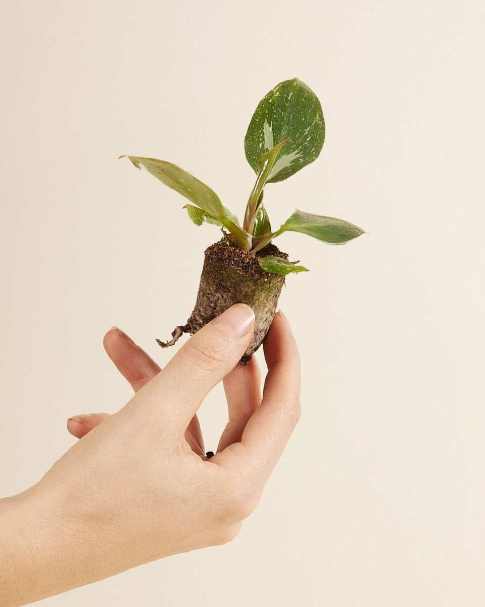 Baby Philodendron Filodendro White Knight