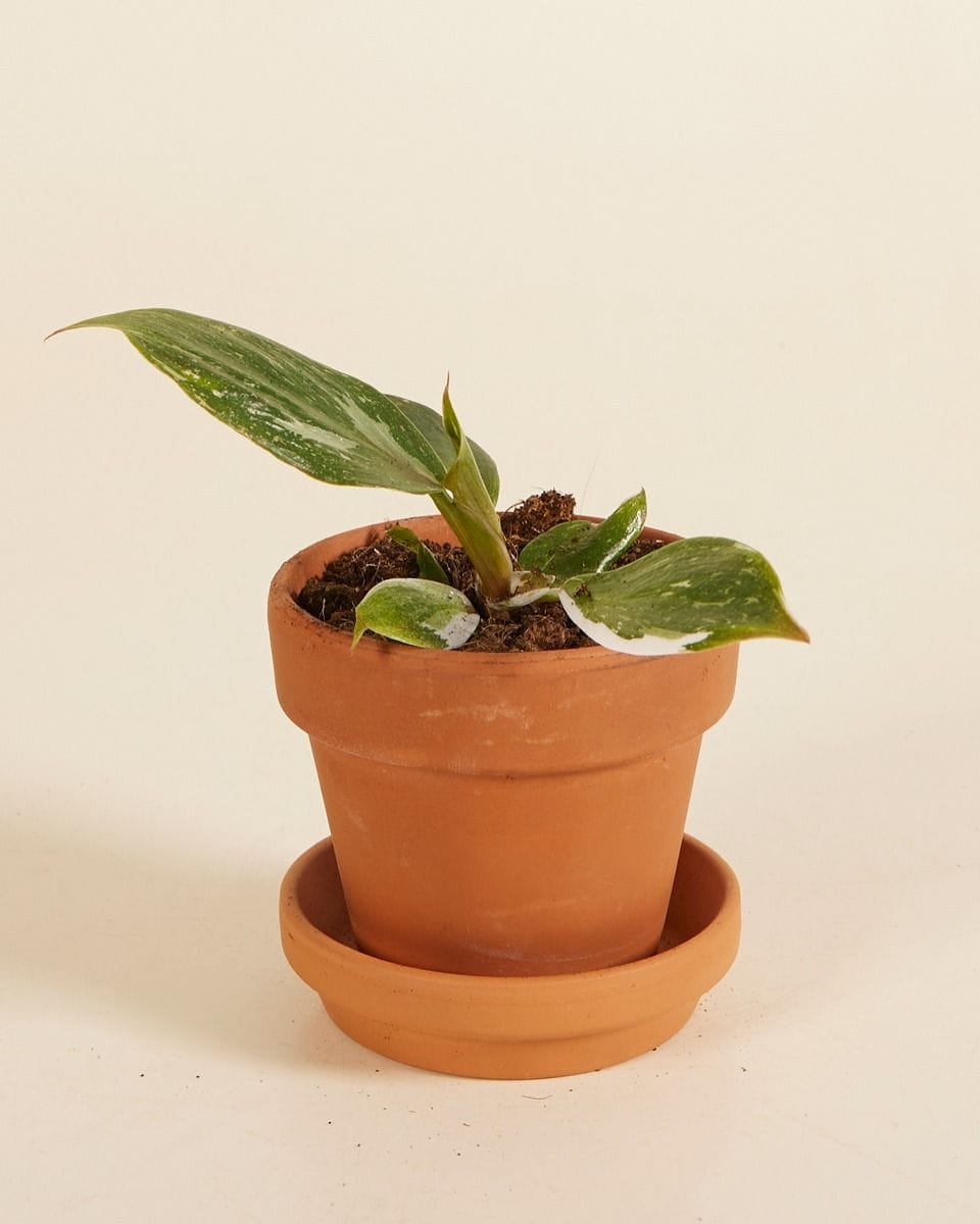 Baby Philodendron Filodendro White Knight