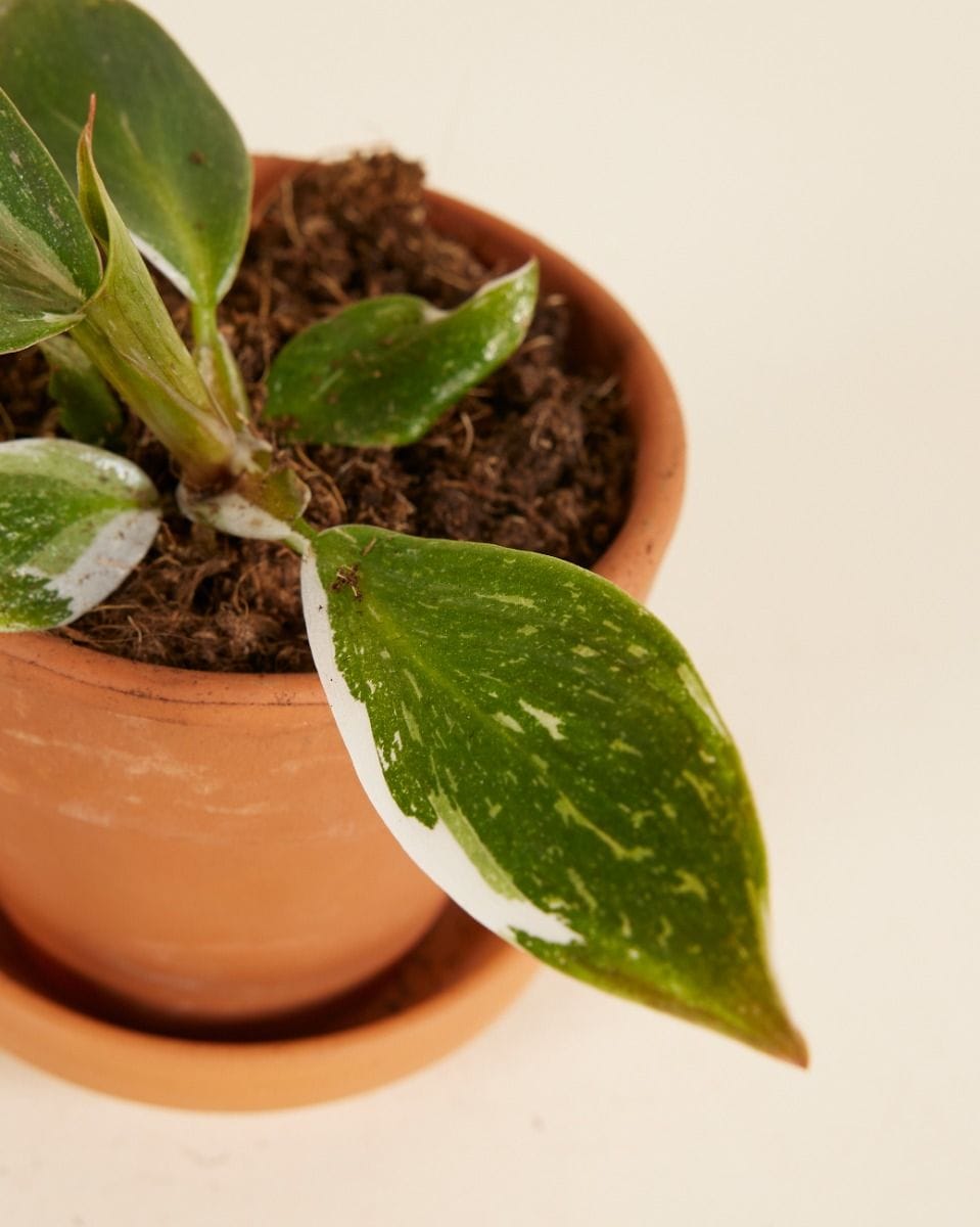 Baby Philodendron Filodendro White Knight