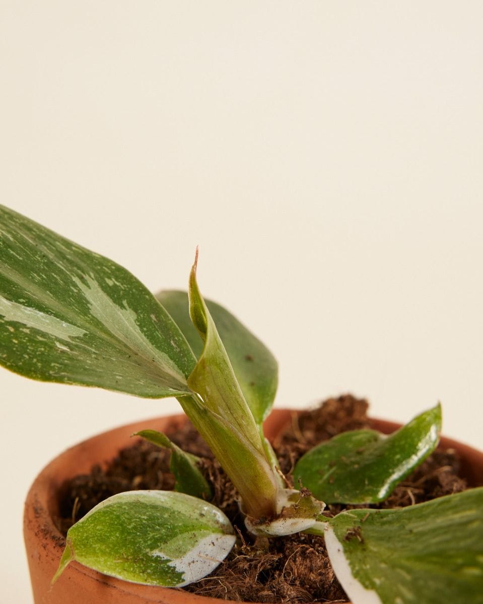 Baby Philodendron Filodendro White Knight
