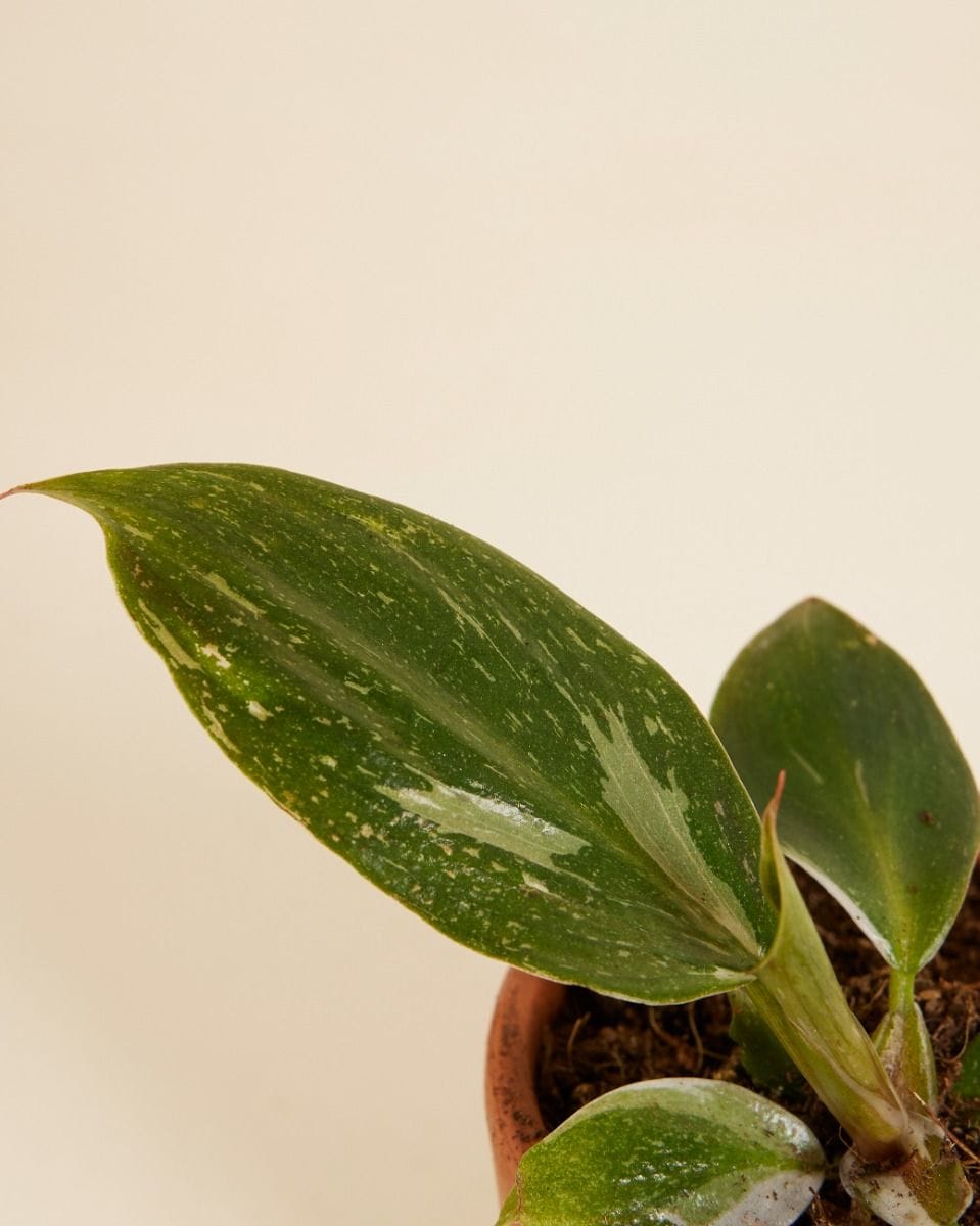 Baby Philodendron Filodendro White Knight