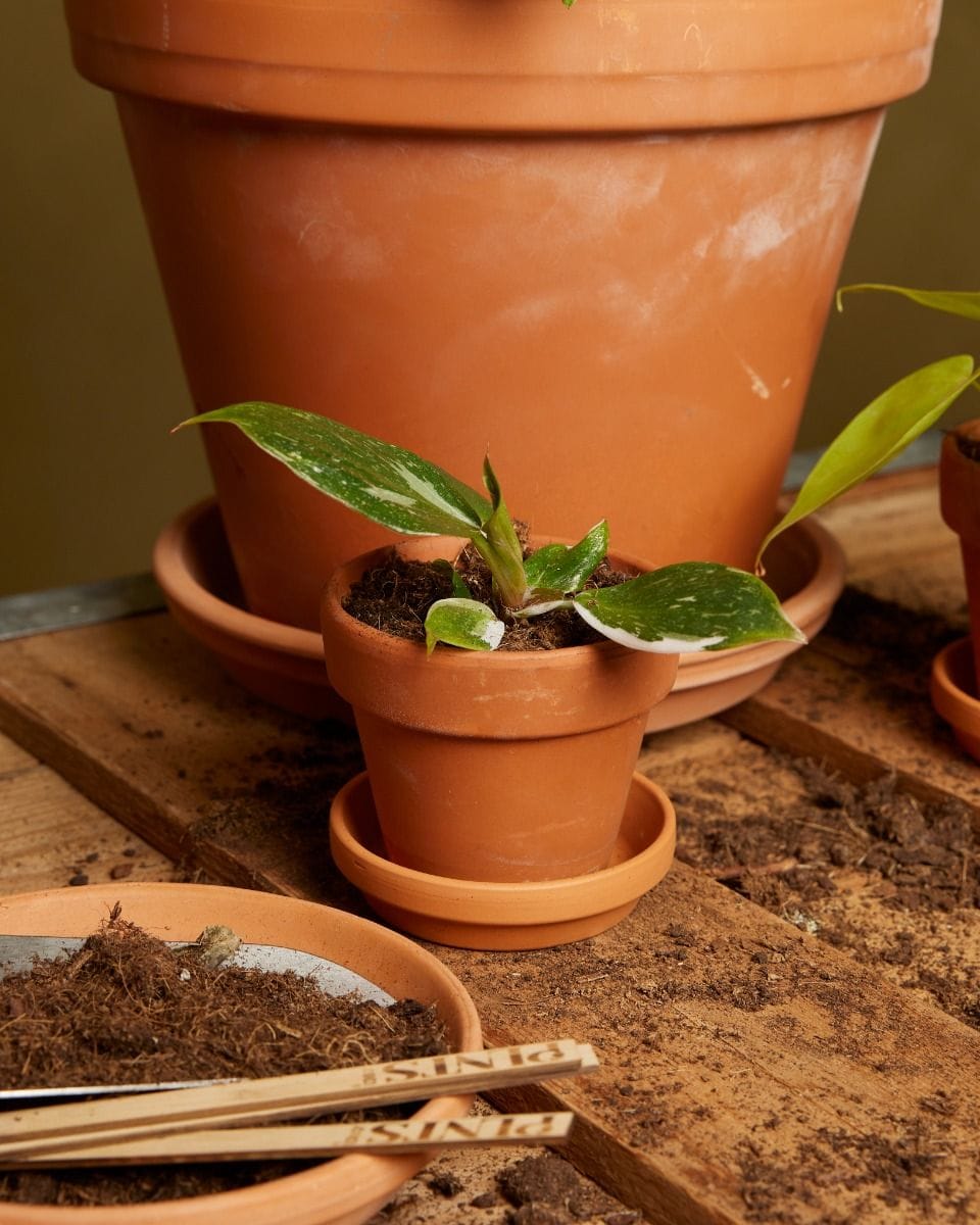 Baby Philodendron Filodendro White Knight