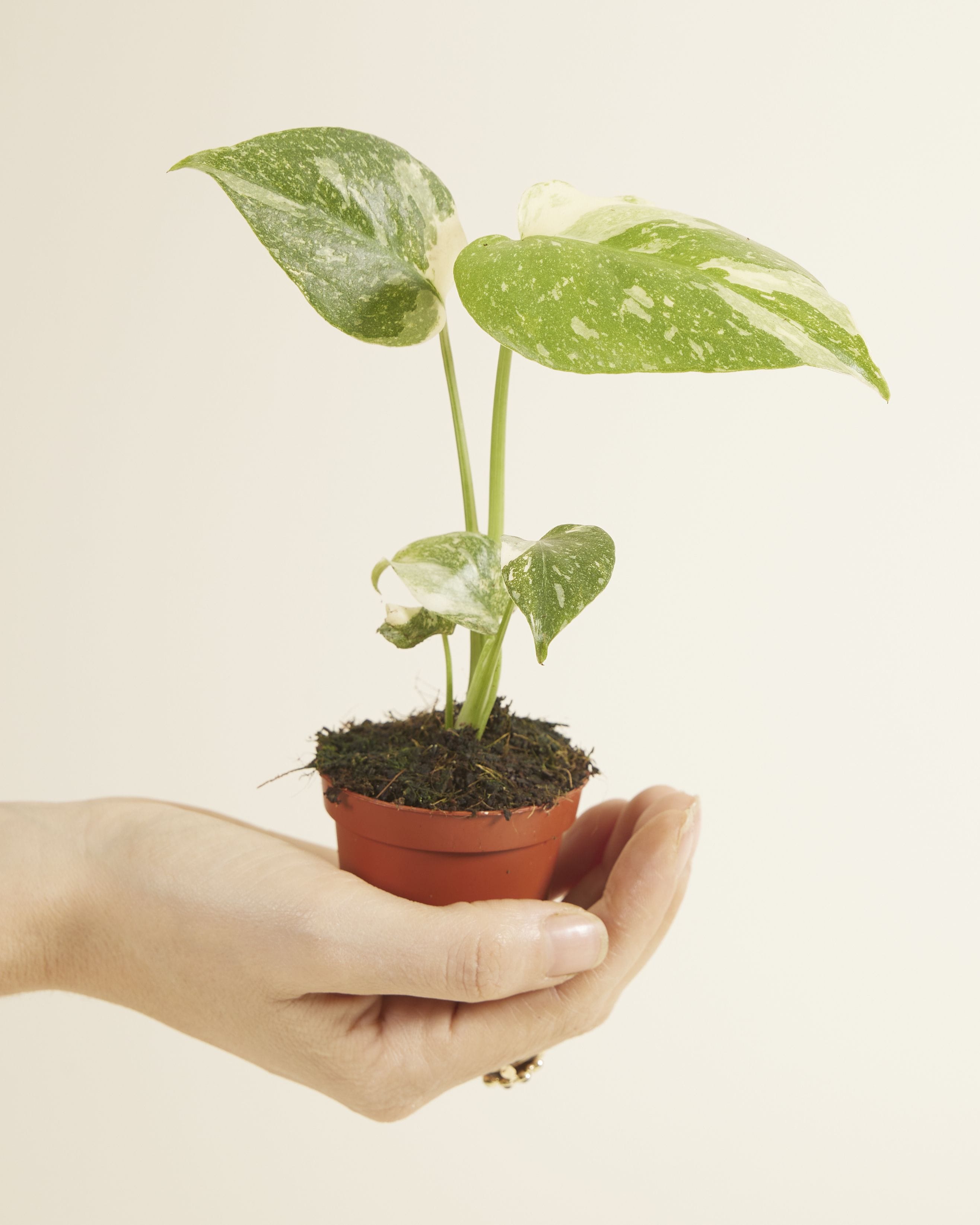 Baby Monstera Thai Constellation