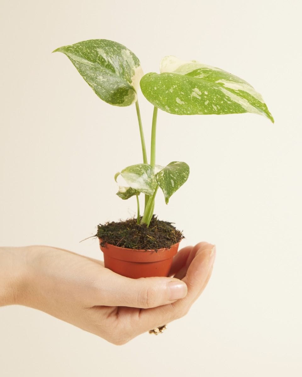 Baby Monstera Fensterblatt Thai Constellation