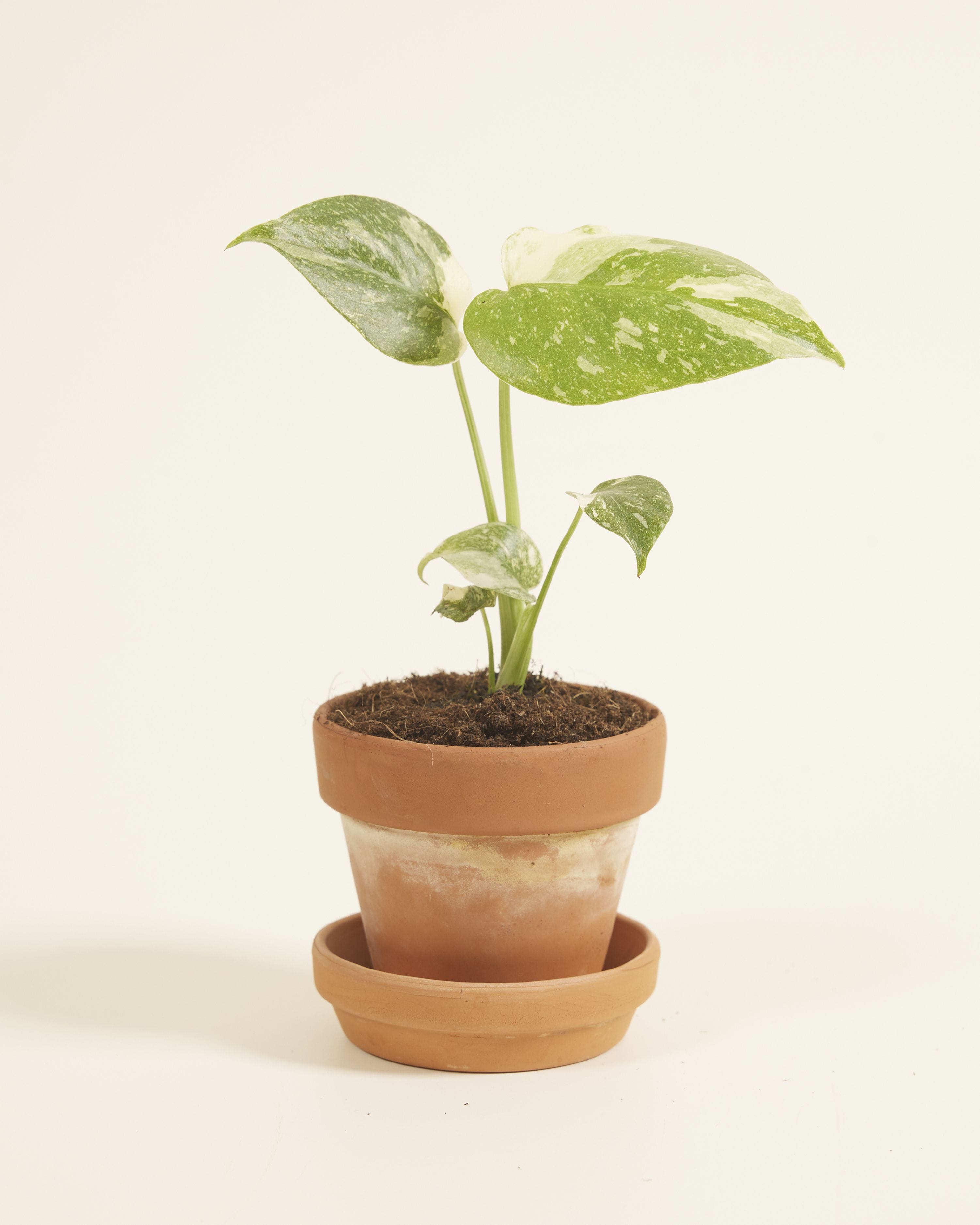 Baby Monstera Thai Constellation