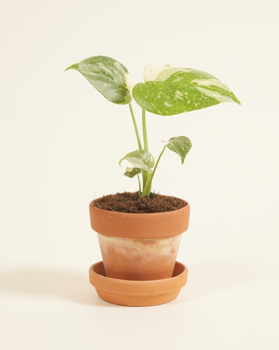 Baby Monstera Fensterblatt Thai Constellation