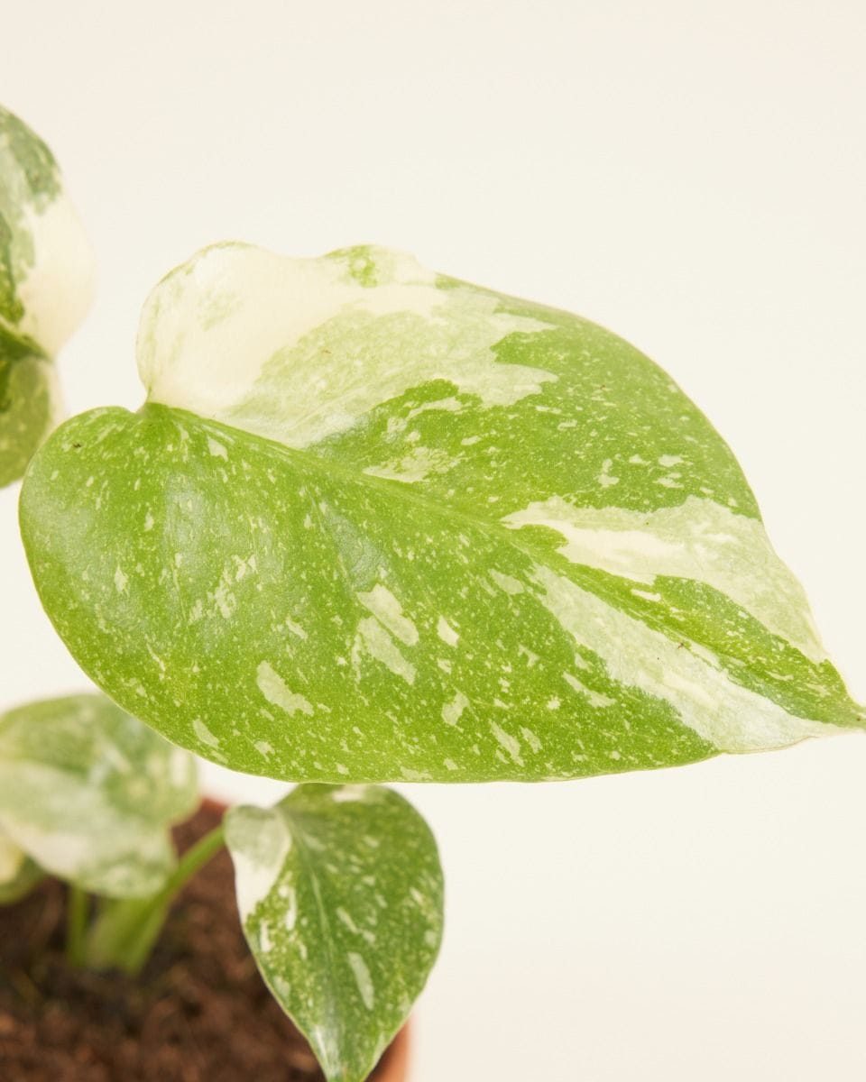 Baby Monstera Fensterblatt Thai Constellation