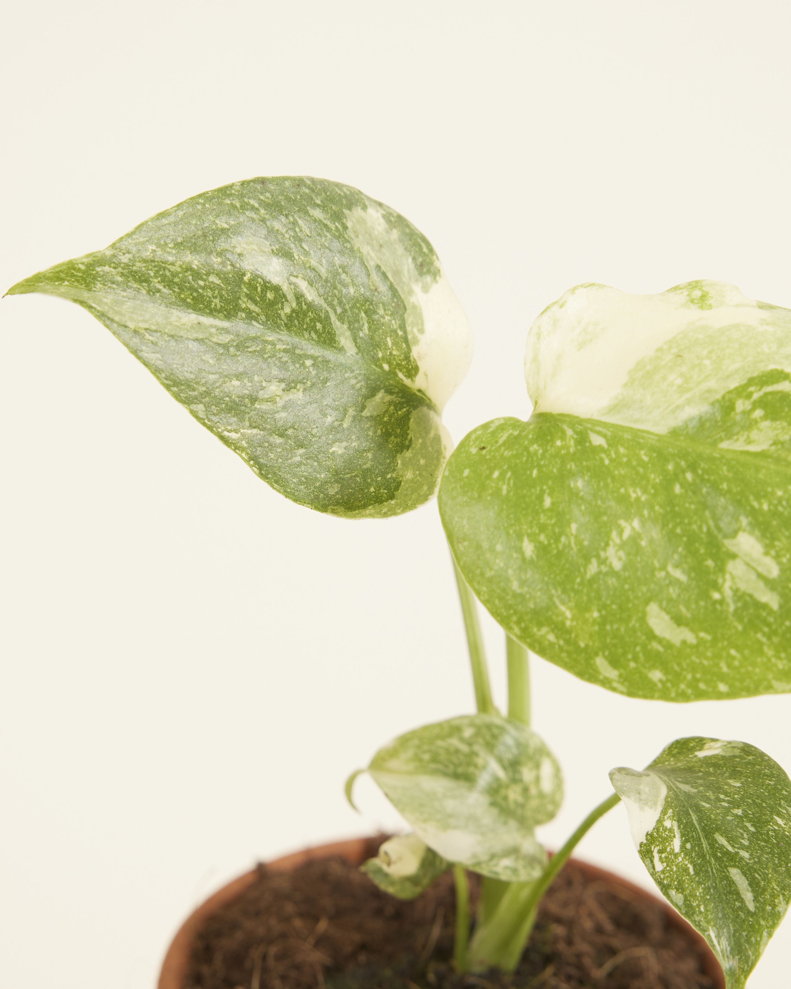 Baby Monstera Thai Constellation