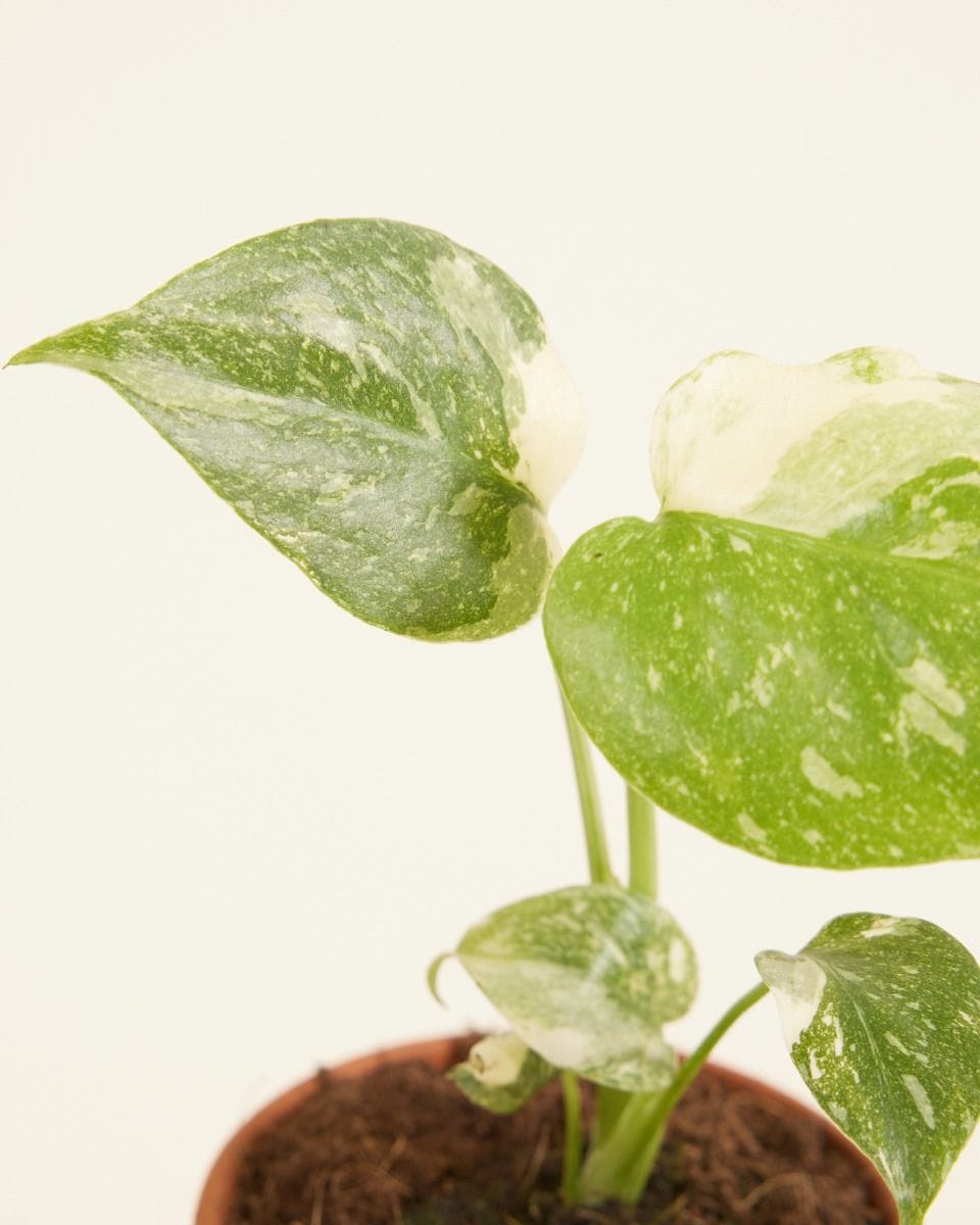 Baby Monstera Fensterblatt Thai Constellation