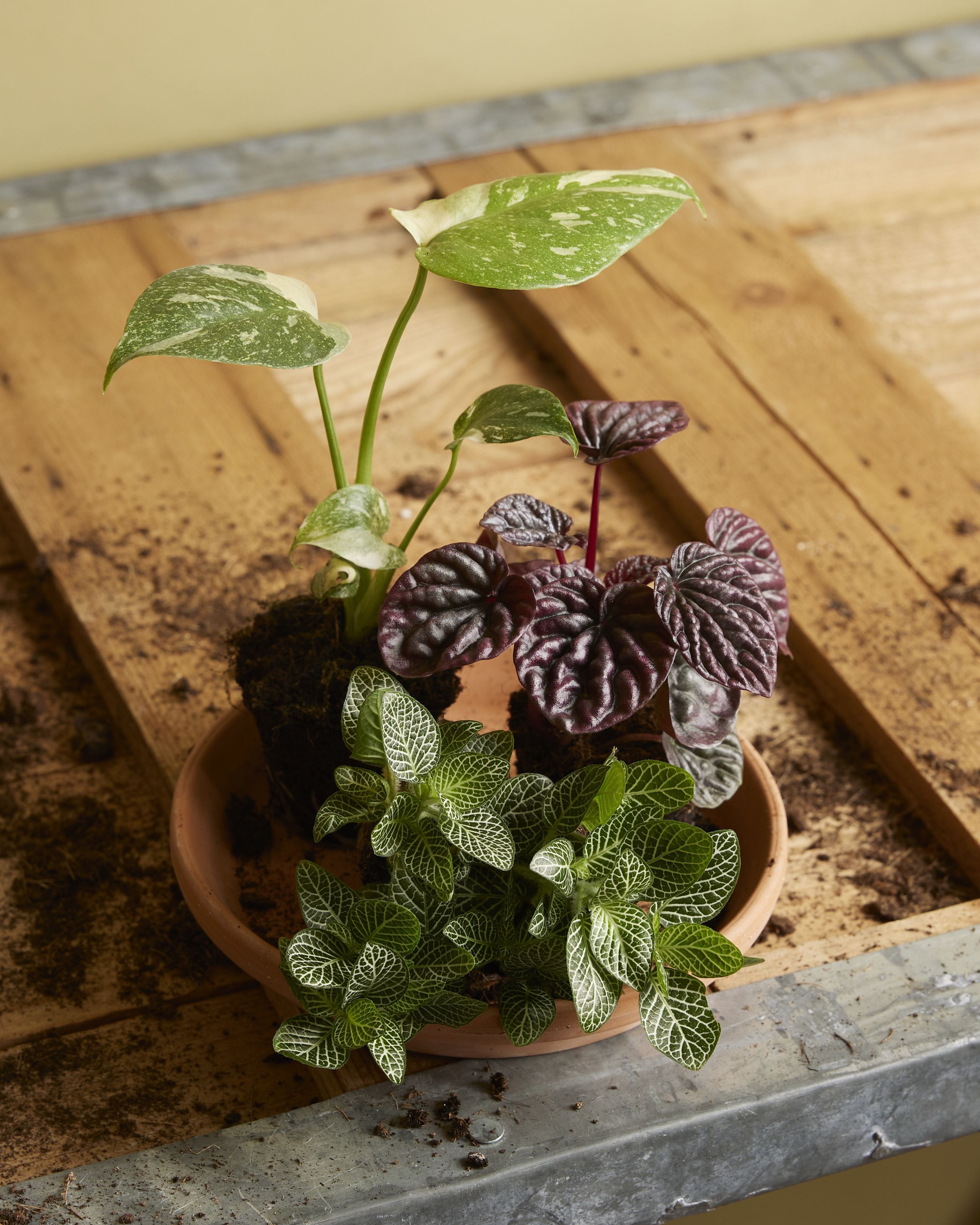 Baby Monstera Thai Constellation