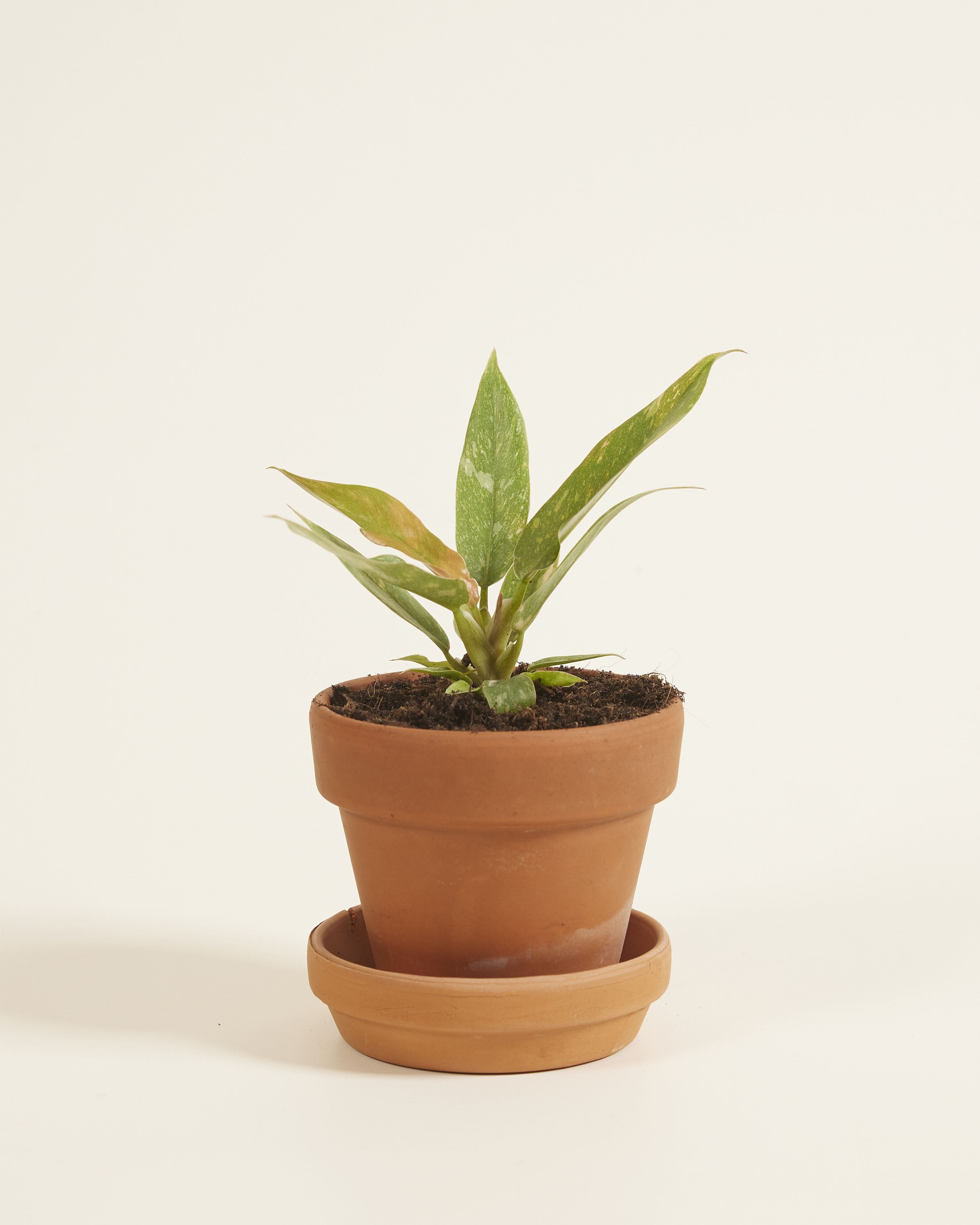 Baby Philodendron Ring of Fire